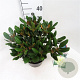 Rhododendron yakushimanum 'Millennium Gold' 30-40 cm 5,0L struik