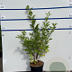 Sambucus nigra 80-100 cm 7,5L