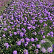 Scabiosa col. 'Butterfly Blue' GM 2,0L