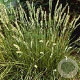 Sesleria autumnalis GM P9