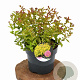 Spiraea jap. 'Goldflame' 30-40 cm 3,0L