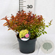 Spiraea jap. 'Goldflame' 30-40 cm 3,0L