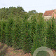 Taxus baccata 100-125 cm met kluit