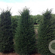 Taxus baccata 250-300 cm draadkluit solitair