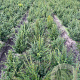 Taxus baccata 40-50 cm met kluit