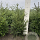 Taxus baccata 40-60 cm met kluit