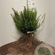 Taxus baccata 40-60 cm wortelgoed 2/2