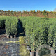 Taxus baccata 80-100 cm 7,5L