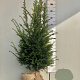 Taxus baccata 80-100 cm met kluit