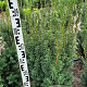 Taxus media 'Hicksii' 80-100 cm met kluit