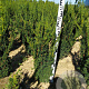 Taxus media 'Hillii' 60-80 cm met kluit