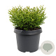 Thujopsis dolabrata 'Nana' 20-25 cm 3,0L