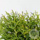 Thujopsis dolabrata 'Nana' 20-25 cm 3,0L