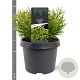 Thujopsis dolabrata 'Nana' 20-25 cm 3,0L