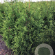 Thuja occ. 'Brabant' 150-175 cm met kluit