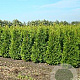 Thuja occ. 'Brabant' 150-175 cm met kluit