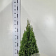Thuja occ. 'Smaragd' 80-100 cm met kluit