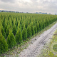 Thuja occ. 'Smaragd' 80-100 cm met kluit