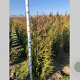 Thuja pl. 'Atrovirens' 100-120 cm met kluit