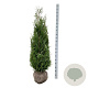 Thuja pl. 'Atrovirens' 140-160 cm met kluit