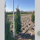 Thuja pl. 'Atrovirens' 175-200 cm met kluit