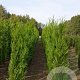 Thuja pl. 'Atrovirens' 175-200 cm met kluit