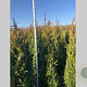Thuja pl. 'Martin' 175-200 cm met kluit