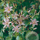 Tricyrtis hirta GM P9