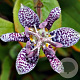 Tricyrtis hirta GM P9