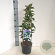 Trachelospermum jasminoides 50-60 cm 3,0L