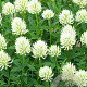 Trifolium ochroleucon GM P9