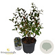Vaccinium cor 'Brigitta' 30-40 cm 3,0L