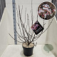 Viburnum bodn. 'Dawn' 100-125 cm 10L
