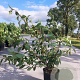 Viburnum bodn. 'Dawn' 80-100 cm 10L