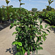 Viburnum bodn. 'Dawn' 80-100 cm 10L