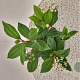 Viburnum davidii 30-40 cm 2,5L