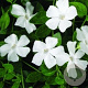 Vinca minor 'Alba' GM P9