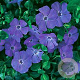 Vinca minor 'La Grave' GM P9