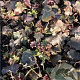 Heuchera m. 'Palace Purple' GM P9