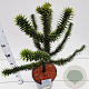 Araucaria araucana 40-50 cm 7,5L