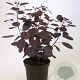 Cotinus cog. 'Royal Purple' 3,0L