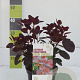 Cotinus cog. 'Royal Purple' 3,0L