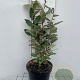 Elaeagnus ebb. 'Compacta' 40-50 cm 3,0L