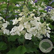 Hydrangea pan. 'White Lady' 15-20 cm 2,5L