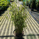 Fargesia 'Jiuzhaigou 1' 60-80 cm 5,0L