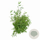 Fargesia 'Jiuzhaigou 1' 60-80 cm 5,0L