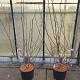 Magnolia loebneri 'Leonard Messel' 100-125 cm 12L