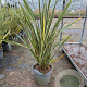 Phormium tenax 'Variegatum' 60-80 cm 7,5L