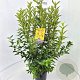 Forsythia int. 'Spectabilis' 100-120 cm 10L