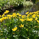 Caltha palustris GM P9 leverbaar